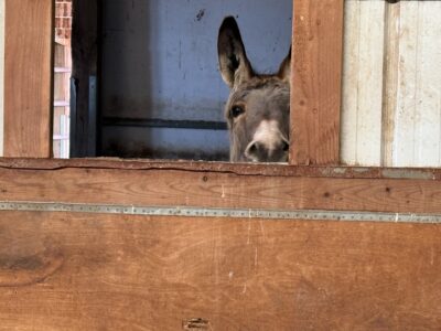 Peek a Boo Kisses